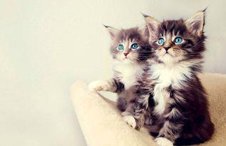 娱乐吃瓜酱猫猫,揭秘娱乐圈那些不为人知的幕后故事