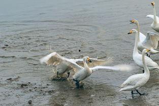天鹅娱乐资讯吃瓜视频,揭秘吃瓜视频背后的热点事件