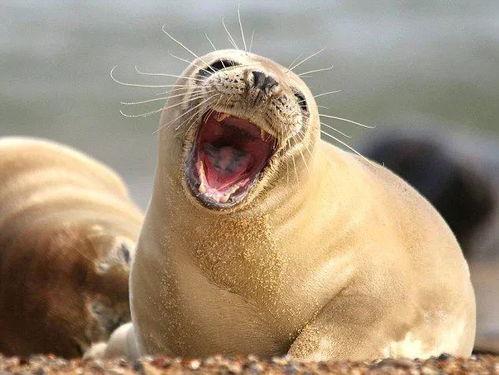 娱乐吃瓜君海豹,揭秘娱乐圈幕后故事